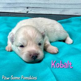 Kobalt - White female Pomsky puppy in Krum, Texas from Paw-Some Pomskies
