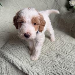 Anthony - Parti male Goldendoodle puppy in Barstow, California from Golden Desert Doodles