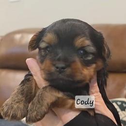 Cody - Black and tan male Yorkshire Terrier puppy in San Angelo, Texas from Eleventyseven Yorkies