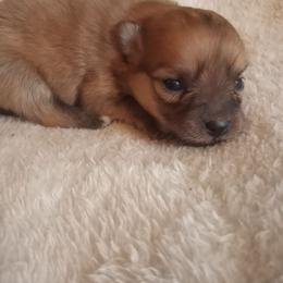 Sundance - Red sable female Pomeranian puppy in Wanette, Oklahoma from Council Creek Cuties