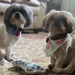 Shih Tzu puppies from Furever Family