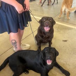 Labrador Retriever puppies from Wolf Mountain Kennel
