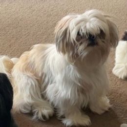 Shih Tzus from Jan’s Pups