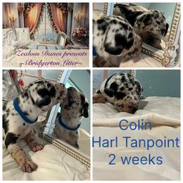 Colin - Harlequin male Great Dane puppy in Logan, West Virginia from Zealous Danes