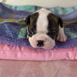 Boy 4 - Brindle and white male Boston Terrier puppy in Alabama from Southern Bulldogs