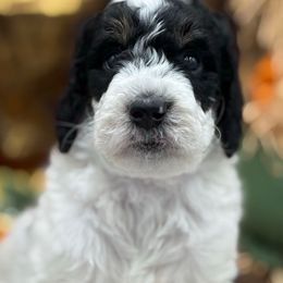 Gomez - Tri-color male Bernedoodle puppy in Montverde, Florida from Central Florida Bernedoodles