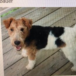 Wire Fox Terrier Puppies from Lyndon Meadow Farm