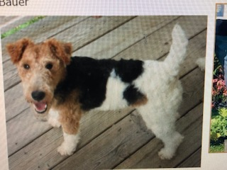 Wire Fox Terrier Puppies from Lyndon Meadow Farm