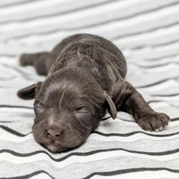Aphrodite - Chocolate female Cavapoo puppy in Salem, New Jersey from Dreamy Night Doodles