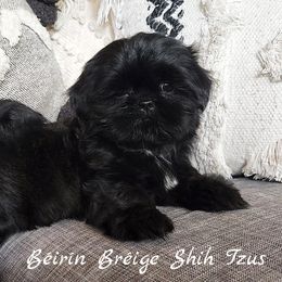Shih Tzu Puppies from Beirin Breige Shih Tzus
