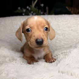 Buddy - Cream male Dachshund puppy in Washburn, Tennessee from Clinch Mountain Dachshunds