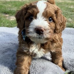 KC - Red male Bernedoodle puppy in Hillsboro, Oregon from Myt fine doodles