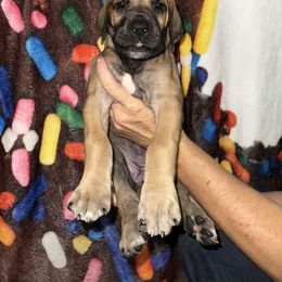 Cybele - Fawn female Great Dane puppy in Orange Grove, Texas from Shadow Veil Dane’s