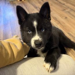 Aveline - Black and white female Pomsky puppy in La Vergne, Tennessee from Atencio Pomsky