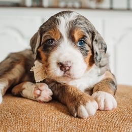 Aspen - Bernedoodle puppy from Barnyard 2 Backyard