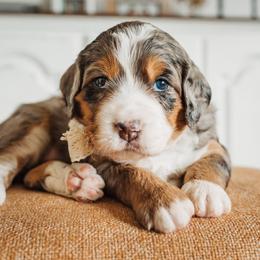 Aspen - Bernedoodle puppy from Barnyard 2 Backyard