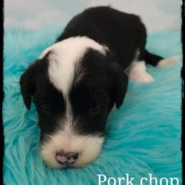 Pork chop - Black and white male Sheepadoodle puppy in Farley, Iowa from Iowa's Doodle Co.