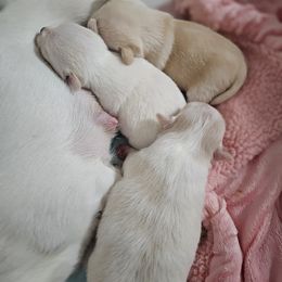 Chihuahua Puppies from Pretty Little Chis