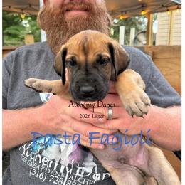 Pasta figioli - Fawn male Great Dane puppy in Medford, New York from Alchemy Danes