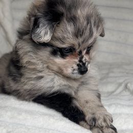 Tina - Blue merle female Pomeranian puppy in Hughes Springs, Texas from Hughes Springs Tx Poms