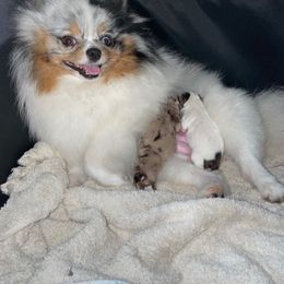 Pomeranian Puppies from Heartlove Poms