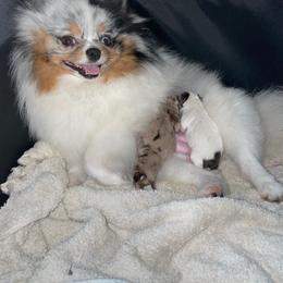 Pomeranian Puppies from Heartlove Poms