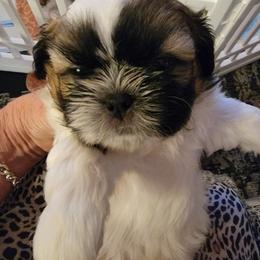 Shih Tzu Puppies from Trinity Shihtzu's So Calif
