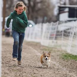 Pembroke Welsh Corgi Puppies from Merrygold Corgis