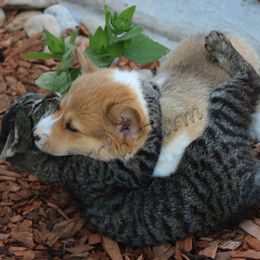 Pembroke Welsh Corgi Puppies from NannyKid Farm Corgis