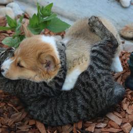 Pembroke Welsh Corgi Puppies from NannyKid Farm Corgis