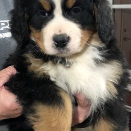 Bernese Mountain Dog Puppies from Humble Hearts Bernese