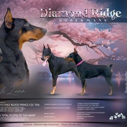 Luna - Doberman Pinscher