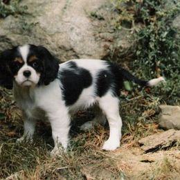 Cavalier King Charles Spaniel and Tibetan Spaniel Puppies from Chadwick Cavaliers