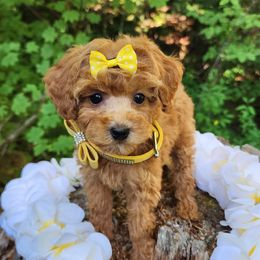 Cavapoo, Maltese, Maltipoo, and Poodle Puppies from Mt.BakerPoodles&Doodles