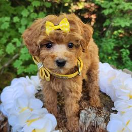 Cavapoo, Maltese, Maltipoo, and Poodle Puppies from Mt.BakerPoodles&Doodles