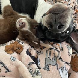 Border Collie Puppies from Bite back border collies