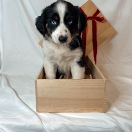 Molly - Black tri-color Australian Shepherd puppy in Quinlan, Texas from Murphy Ranch Australian Shepherds