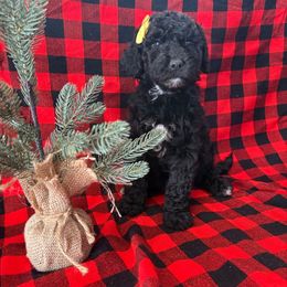 Claudia Sanders - Black female Goldendoodle puppy in Camden, North Carolina from Oopsie Doodles of NC