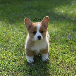 French Bulldog and Pembroke Welsh Corgi Puppies from Little Women's Frenchies & Corgis