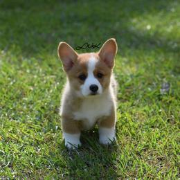 French Bulldog and Pembroke Welsh Corgi Puppies from Little Women's Frenchies & Corgis