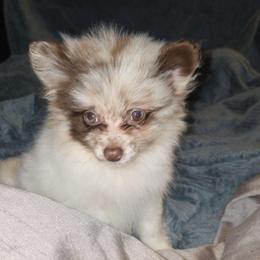 Hunnibunnies betty boop - Chocolate merle female Pomeranian puppy in Cleveland, Ohio from Hunnibunnies