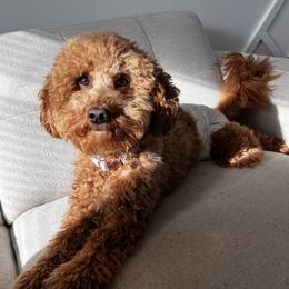 Jubi - Goldendoodle