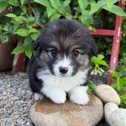 Biscuit - Black and tan male Pembroke Welsh Corgi puppy in Bakersfield, California from Kern River Corgis