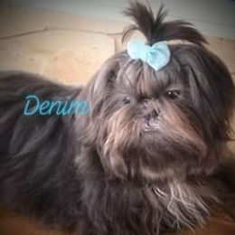 Shih Tzu Puppies from Good Roots Shih Tzu's