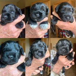 Cane Corso and Miniature Schnauzer Puppies from Brock’s Cane Corso & Miniature Schnauzers