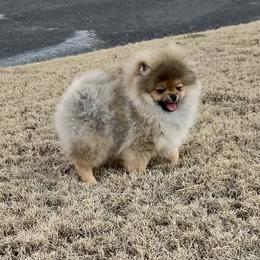Archie - Orange sable male Pomeranian puppy in Hot Springs, Arkansas from Pomeranian Empire