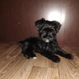 Prancer - Black male Yorkipoo puppy in Lapeer, Michigan from Puppy Kisses