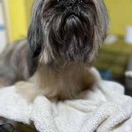 Miniature Schnauzer and Shih Tzu All Grown Up from Beards of Glory