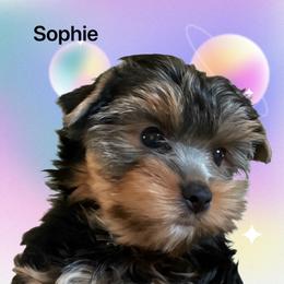 Yorkshire Terrier Puppies from Eileen’s Yorkies of Havasu