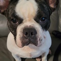 Daisy - French Bulldog